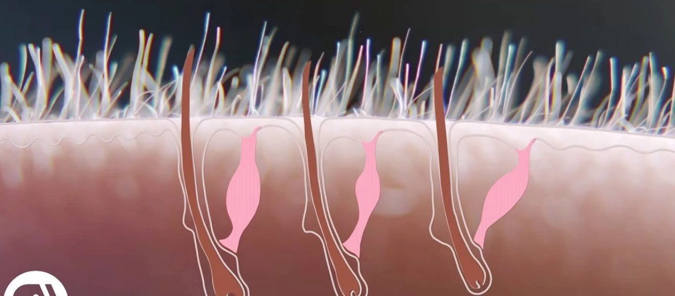 Λύθηκε το… μυστήριο: Να γιατί σηκώνονται οι τρίχες μας όταν ανατριχιάζουμε